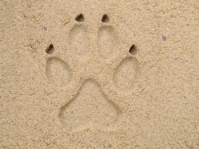 Gray Wolf Track Stamp